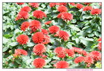 16032018_Hong Kong Flower Show 2018_Dahlia00022