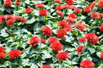 16032018_Hong Kong Flower Show 2018_Dahlia00023