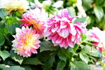 16032018_Hong Kong Flower Show 2018_Dahlia00024