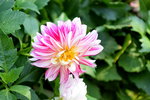 16032018_Hong Kong Flower Show 2018_Dahlia00025