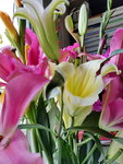 16022018_Lunar New Year Flowers at Home00005