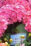 16032018_Hong Kong Flower Show 2018_Hydrangea Marcophylla00001
