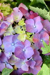 16032018_Hong Kong Flower Show 2018_Hydrangea Marcophylla00002