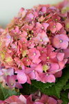 16032018_Hong Kong Flower Show 2018_Hydrangea Marcophylla00003