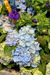 16032018_Hong Kong Flower Show 2018_Hydrangea Marcophylla00004