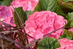 16032018_Hong Kong Flower Show 2018_Hydrangea Marcophylla00006
