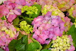 16032018_Hong Kong Flower Show 2018_Hydrangea Marcophylla00007