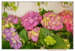 16032018_Hong Kong Flower Show 2018_Hydrangea Marcophylla00008