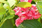 16032018_Hong Kong Flower Show 2018_Hydrangea Marcophylla00010