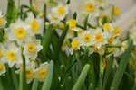 16032018_Hong Kong Flower Show 2018_Narcissus00001
