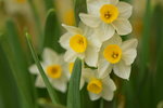 16032018_Hong Kong Flower Show 2018_Narcissus00003