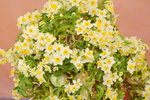16032018_Hong Kong Flower Show 2018_Narcissus00004