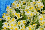 16032018_Hong Kong Flower Show 2018_Narcissus00005
