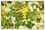 16032018_Hong Kong Flower Show 2018_Narcissus00006