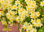 16032018_Hong Kong Flower Show 2018_Narcissus00007