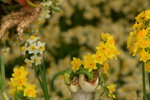 16032018_Hong Kong Flower Show 2018_Narcissus00008