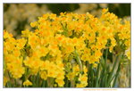 16032018_Hong Kong Flower Show 2018_Narcissus00009