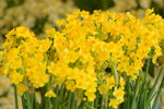 16032018_Hong Kong Flower Show 2018_Narcissus00010