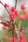 16032018_Hong Kong Flower Show 2018_Peach00001