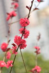 16032018_Hong Kong Flower Show 2018_Peach00002