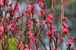 16032018_Hong Kong Flower Show 2018_Peach00003