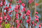 16032018_Hong Kong Flower Show 2018_Peach00004