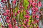 16032018_Hong Kong Flower Show 2018_Peach00005