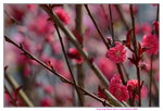 16032018_Hong Kong Flower Show 2018_Peach00006