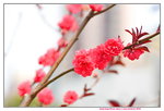 16032018_Hong Kong Flower Show 2018_Peach00007