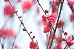 16032018_Hong Kong Flower Show 2018_Peach00008