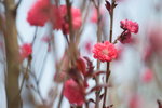 16032018_Hong Kong Flower Show 2018_Peach00010
