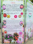 16032018_Samsung Smartphone Galaxy Edge S7_Hong Kong Flower Show 2018 in Victoria Park00004