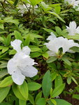 16032018_Samsung Smartphone Galaxy Edge S7_Hong Kong Flower Show 2018 in Victoria Park00007
