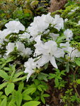 16032018_Samsung Smartphone Galaxy Edge S7_Hong Kong Flower Show 2018 in Victoria Park00008