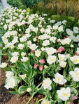 16032018_Samsung Smartphone Galaxy Edge S7_Hong Kong Flower Show 2018 in Victoria Park00012