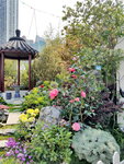 16032018_Samsung Smartphone Galaxy Edge S7_Hong Kong Flower Show 2018 in Victoria Park00015