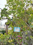 16032018_Samsung Smartphone Galaxy Edge S7_Hong Kong Flower Show 2018 in Victoria Park00016