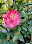 16032018_Samsung Smartphone Galaxy Edge S7_Hong Kong Flower Show 2018 in Victoria Park00017