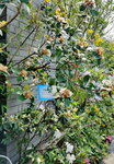 16032018_Samsung Smartphone Galaxy Edge S7_Hong Kong Flower Show 2018 in Victoria Park00018