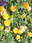 16032018_Samsung Smartphone Galaxy Edge S7_Hong Kong Flower Show 2018 in Victoria Park00019