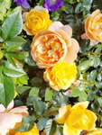 16032018_Samsung Smartphone Galaxy Edge S7_Hong Kong Flower Show 2018 in Victoria Park00020