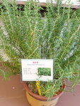 16032018_Samsung Smartphone Galaxy Edge S7_Hong Kong Flower Show 2018 in Victoria Park00023
