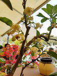 16032018_Samsung Smartphone Galaxy Edge S7_Hong Kong Flower Show 2018 in Victoria Park00030
