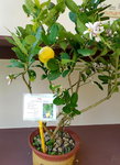 16032018_Samsung Smartphone Galaxy Edge S7_Hong Kong Flower Show 2018 in Victoria Park00034