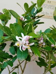 16032018_Samsung Smartphone Galaxy Edge S7_Hong Kong Flower Show 2018 in Victoria Park00035