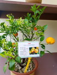 16032018_Samsung Smartphone Galaxy Edge S7_Hong Kong Flower Show 2018 in Victoria Park00036