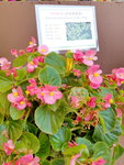 16032018_Samsung Smartphone Galaxy Edge S7_Hong Kong Flower Show 2018 in Victoria Park00038