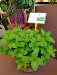 16032018_Samsung Smartphone Galaxy Edge S7_Hong Kong Flower Show 2018 in Victoria Park00039