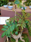 16032018_Samsung Smartphone Galaxy Edge S7_Hong Kong Flower Show 2018 in Victoria Park00040