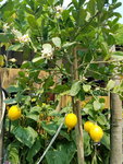16032018_Samsung Smartphone Galaxy Edge S7_Hong Kong Flower Show 2018 in Victoria Park00042
